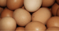 HUEVOS DE GALLINA PONEDORA "COU COU"