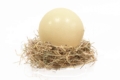 comprar-huevo-avestruz-fresco