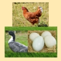HUEVOS FERTILES PARA INCUBAR