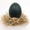 Huevo de Emu nido paja