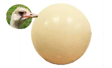Huevo de Avestruz