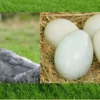 HUEVOS FERTILES DE PATOS KHAKI CAMPBELL - Imagen 2