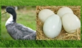 HUEVOS FERTILES DE PATOS KHAKI CAMPBELL