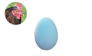 Huevo azul de gallina araucana