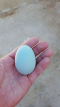huevo-azul-gallina-auracana-comprarhuevos