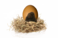 huevo-trufado-sobre-nido-paja
