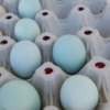 huevos-azules-gallina-auracana-comprarhuevos