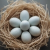 HUEVOS FERTILES DE PATOS KHAKI CAMPBELL - Imagen 4
