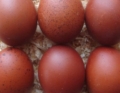 HUEVOS CAMPEROS GALLINA RAZA MARANS