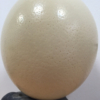 huevo-de-avestruz-sobre-piedra