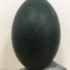 Huevo de Emu sobre piedra