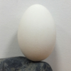 Huevo de Oca sobre piedra