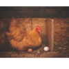 HUEVOS FERTILES DE GALLINA AMERAUCANA - Imagen 3