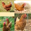 HUEVOS FERTILES DE GALLINA AMERAUCANA - Imagen 2