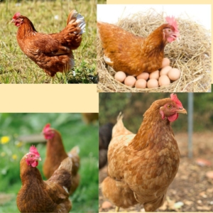 HUEVOS FERTILES DE GALLINA AMERAUCANA